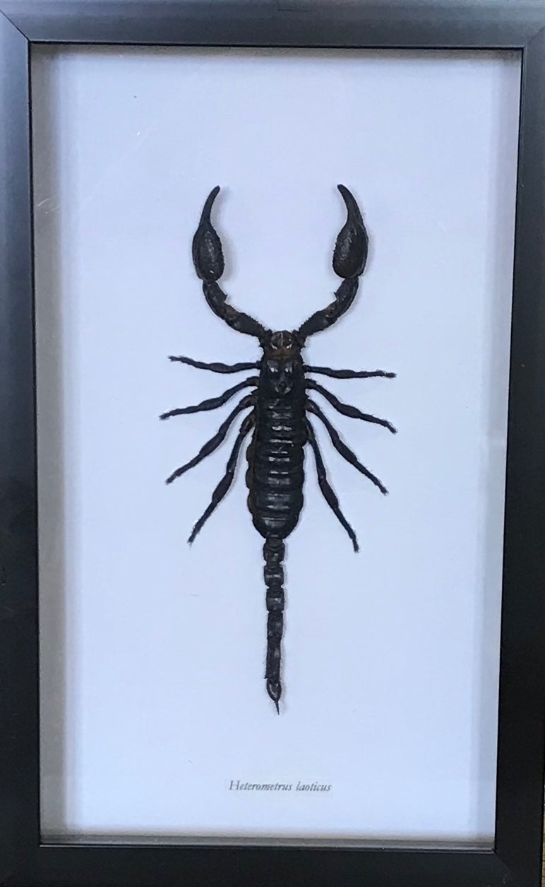 Scorpion