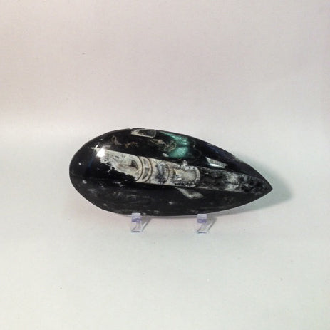 Single Polished Orthoceras