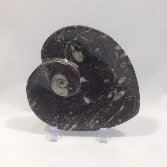 Small Orthoceras Fossil Dish - Michael's Gems and Glass