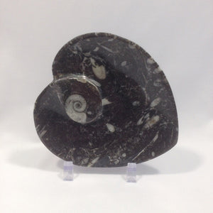 Small Orthoceras Fossil Dish - Michael's Gems and Glass