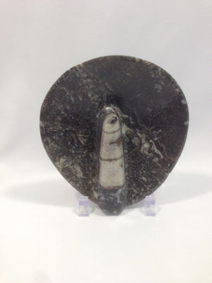 Small Orthoceras Fossil Dish - Michael's Gems and Glass