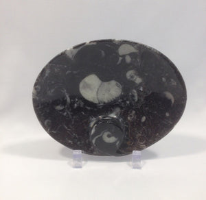 Small Orthoceras Fossil Dish - Michael's Gems and Glass